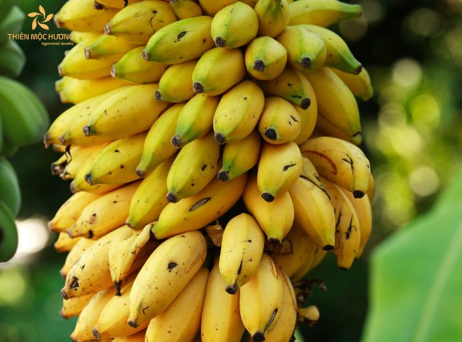 Nên thắp hương chuối tây hay chuối tiêu - Lưu ý khi chọn