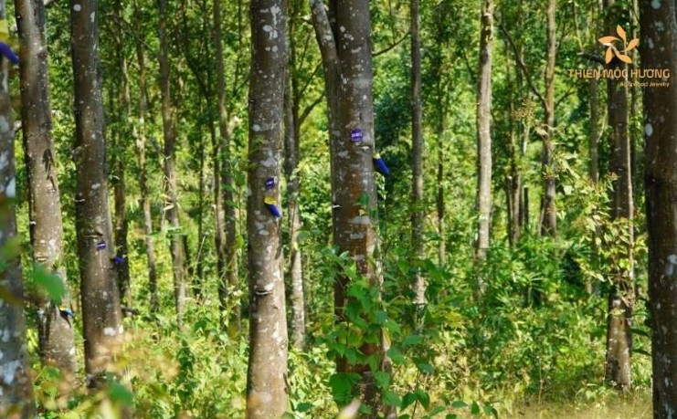 cây làm trầm