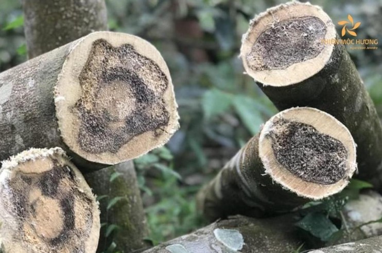 Nét đẹp an yên của trầm hương và nghệ thuật chế tác 3 Khởi nguồn kỳ diệu từ sức sống mãnh liệt của cây dó bầu